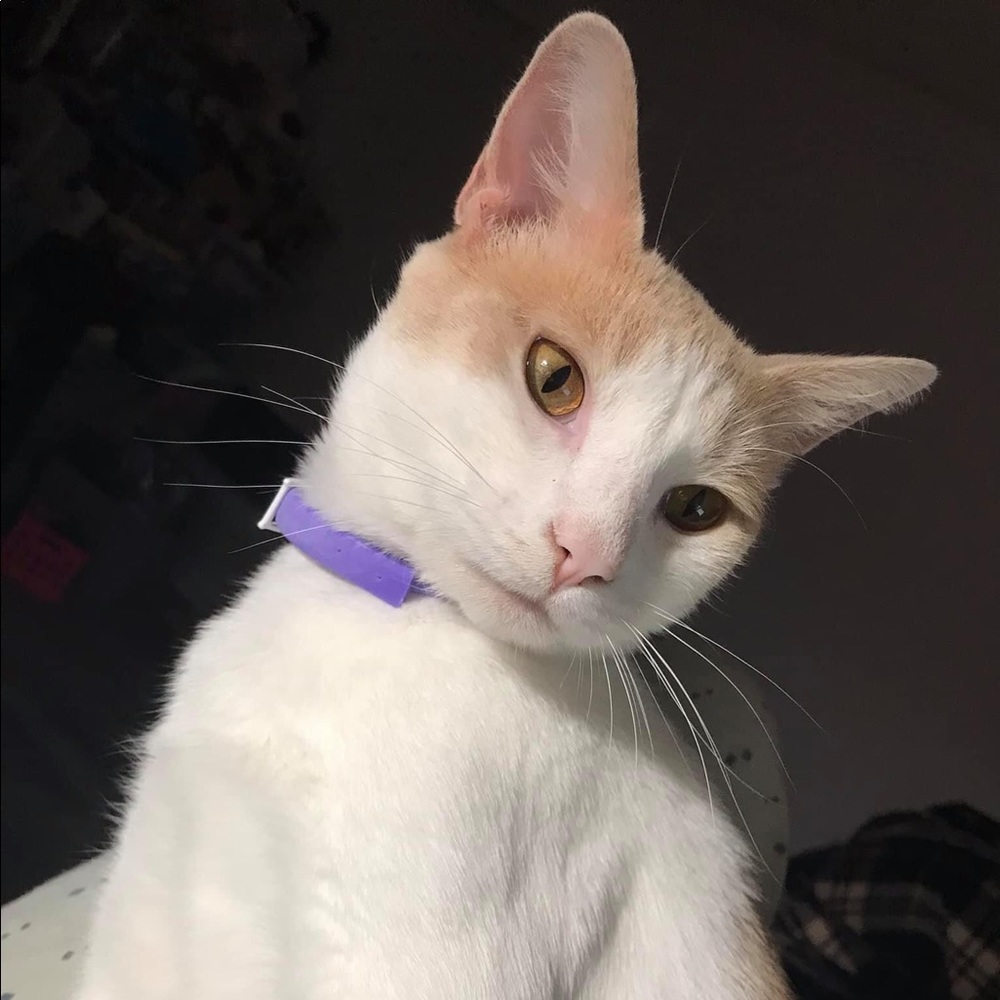 Meet your Posher, Anny